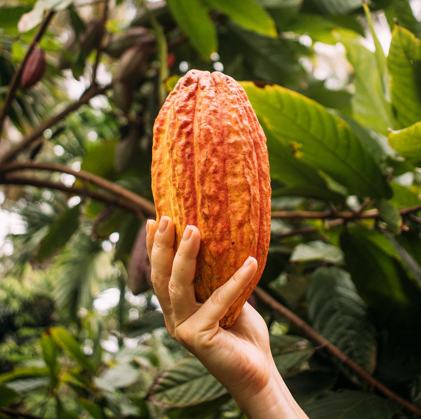 FREE Panel Discussion- Cacao's Trajectory in India & Future Plans - moderated by Martin Christy (International Institute of Chocolate & Cacao Tasting)