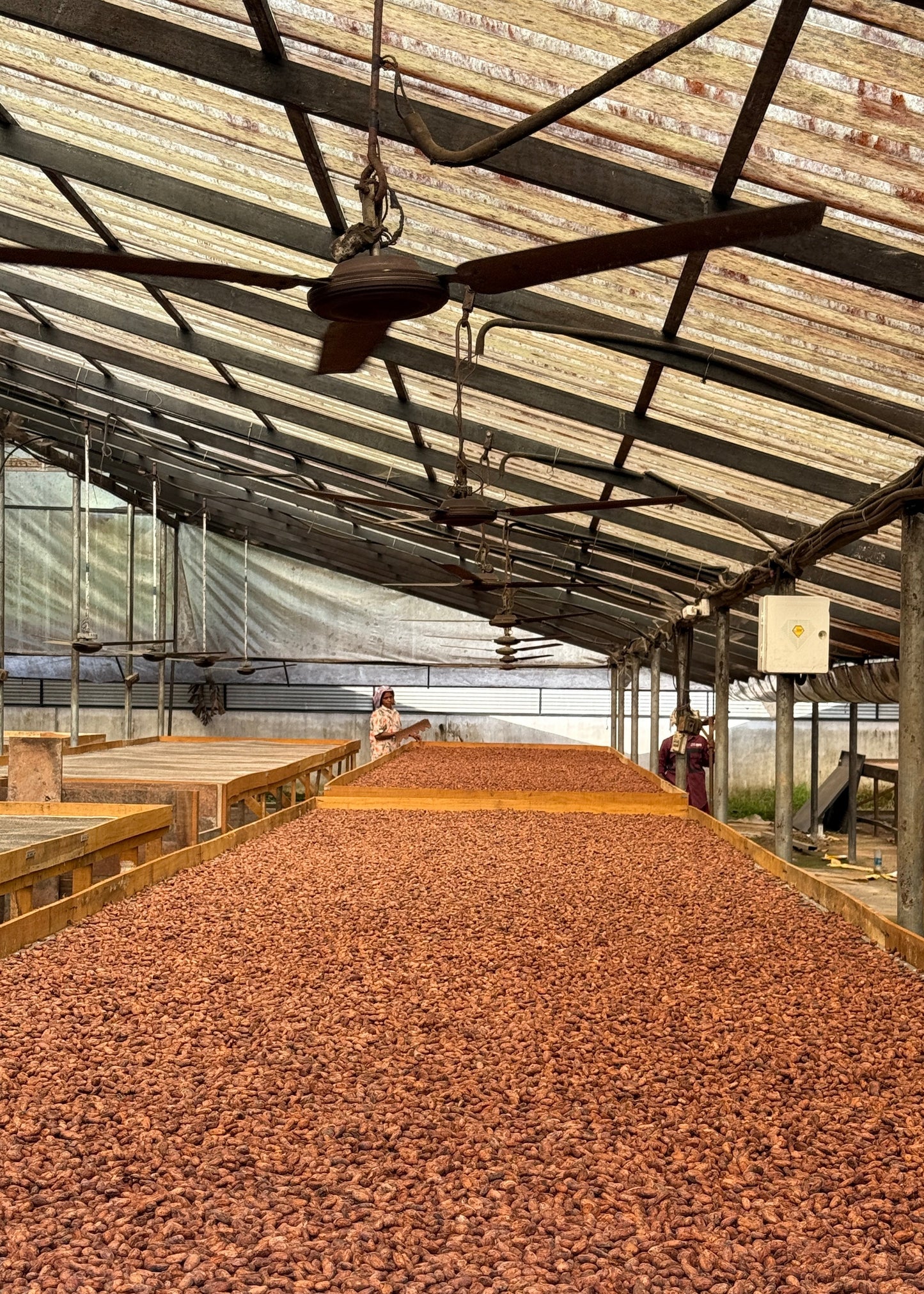 The Origin Trail: Curated Cacao Farm Tour